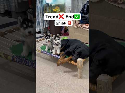 Cute dog video 🚨 #shorts #husky #ghibli #trendingsong | Review reloaded