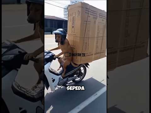 UNIK ‼️ Seekor anjing mengendarai sepeda motor #unik #sepedamotor #pengendaramotor #anjing #lucu
