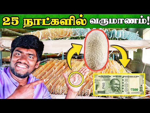 பட்டுப்புழு வளர்ப்பிற்கு இவ்வளவு Demand'ஆ ! | Sericulture in Tamilnadu #sericulture