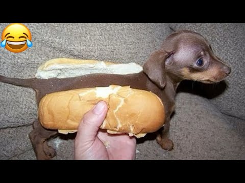 Funny Animals 2025 - Funniest Cats and Dogs Videos