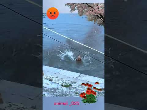 Dog videos #animal _025 #animals#shorts