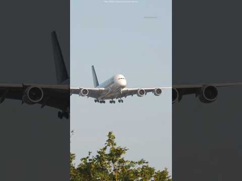 When the pilots started dancing.#shorts