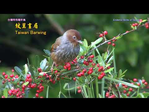 台灣特有種野鳥 - YouTube