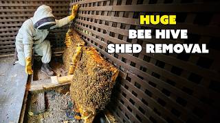 These Bees Were MEAN! We Found A Rat Inside of the Honeycomb...
