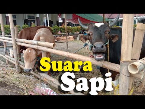 suara sapi mooo lucu