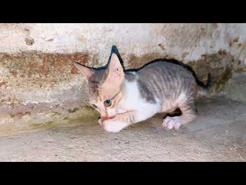 Kitten's Reaction to Stealing Fish😱