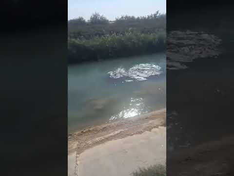 What is in the water?#shorts
