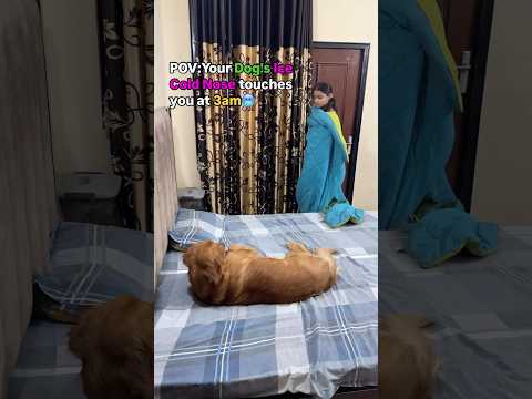 Why it is always so cold?😅 Can you relate?🥶 | Golden Retriever | Dogvideo #shorts