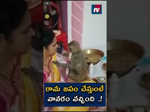 రామ జపం చేస్తుంటే వానరం వచ్చింది..! ||#ayodhya #ayodhyarammandir #monkey #viralshort #trendingshorts