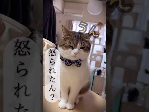 ちょっと不貞腐れてる猫😾😭 #ねこ #ねこ動画 #不貞腐れてる #ごめんね