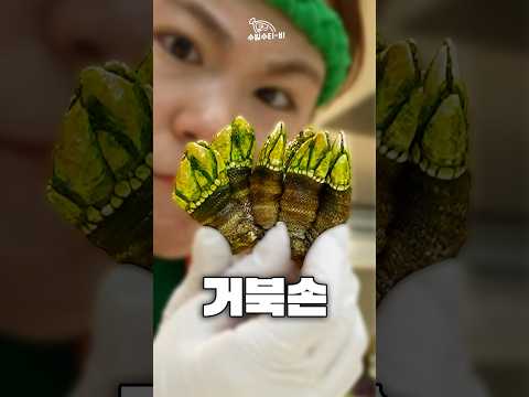 🐢세상에서 가장 쫄깃한 거북이의 손  #カメノテ