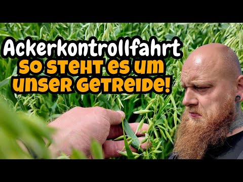Wie sieht es auf unseren Feldern aus - FarmVLOG#1108