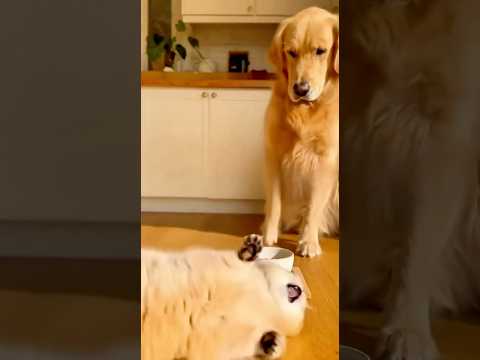 Oscar π #goldenretriever #anmals #funnycat #cat #funnypet #catcomedy #pets #funnyanimal