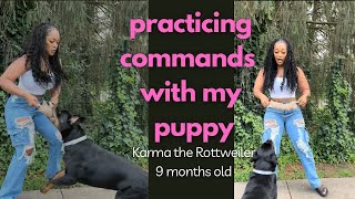 Practicing commands with my Rottweiler puppy