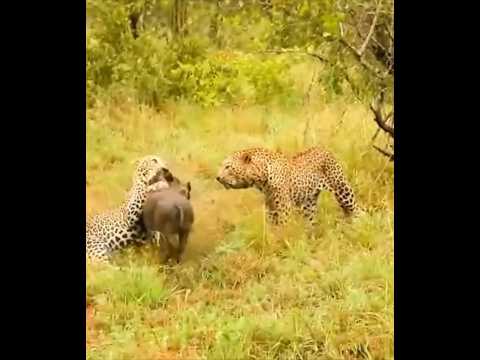 Leopards could not defeat the wild boar #leopard #animals