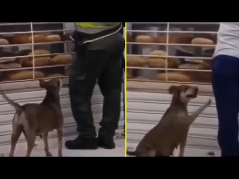 She Went to The Restaurant, Shy But Tried to Grab Each Person to Ask for Food But No One Cared!