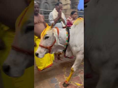 How beautifully😍this cow walks to take Darshana of Lord every morning. #ahobilam #cow #traditional