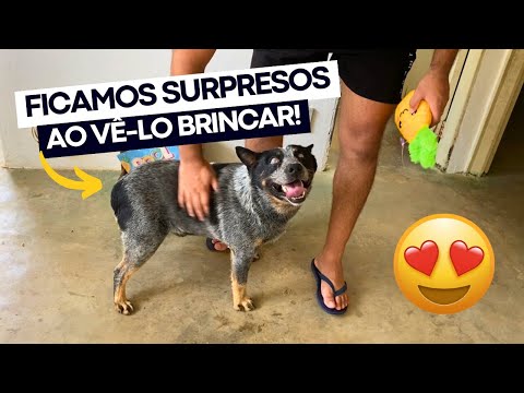 VLOG: THOR BRINCANDO COM BRINQUEDO PELA PRIMEIRA VEZ! 😍 emocionante!