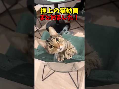 目がハート😍 #猫 #cat #cats #cute