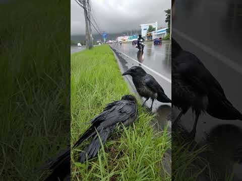 A crow's bond, deeper than we understand.