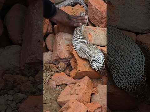 अब तक की सबसे बूढ़ी नागिन 😱 देखिए इसे छुते ही क्या कर दी