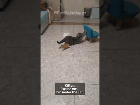 I Couldn't Stop Watching These Cats & Kittens ๐