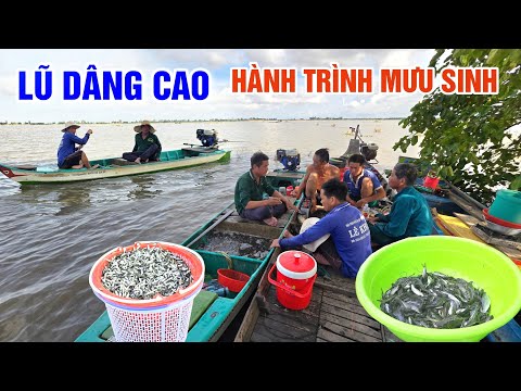 LŨ DÂNG CAO SAU BÃO YAGI - HÀNH TRÌNH MƯU SINH THEO CON CÁ TRÊN CÁNH ĐỒNG NƯỚC NỔI