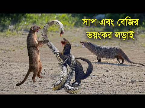 সাপ আর বেজির মধ্যে এত শত্রুতা কেন ? সাপ এবং বেজির ভয়ংকর লড়াই WHY SNAKE AND MONGOOSE ARE ENIMIES