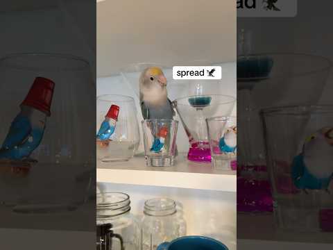 Taping the glasses down for Prince’s reaction #funnyanimals #birds #funnypets #funny #cuteanimals