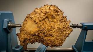 Who Wants To See What’s Inside This Warty Lump ?