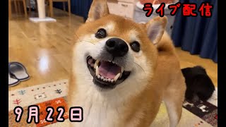 ハチ家夜の生配信9月22日