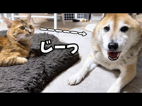 グイグイと甘えてくる猫にこの距離ならいいよと笑顔で教えてあげる柴犬