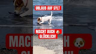 Sylt 🐶❤️ Süßer Hund genießt Abkühlung in der Nordsee ☀️🌊 Lister Hafenfest & Shanty Chor live