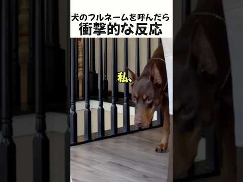 犬のフルネームを呼んだら衝撃的な反応