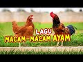 Understanding Chicken Characteristics and Benefits