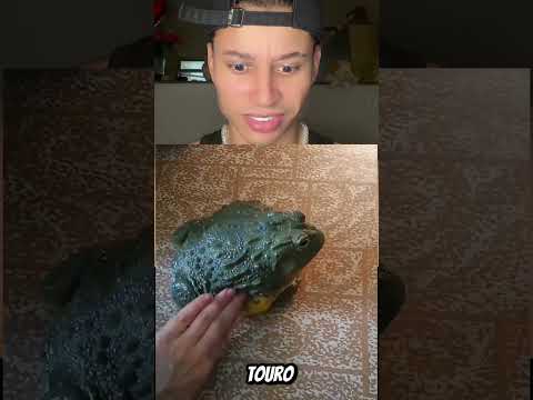 Você nunca pode tocar nesses sapos