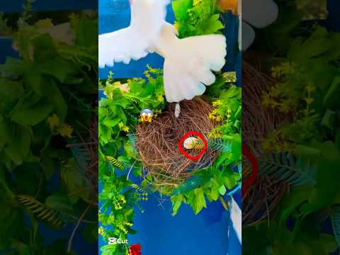 Kabutar Ka Nest Nicha Gr Gya With Egg,Sad 😰😢🕊️ || #viral #petsforshoq #supportme #subscribe #like