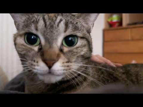 【猫と迎える朝】飼い主退院後から姉猫たちの甘えん坊が加速して毎朝こうして起こされます