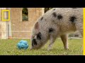 Understanding Pig and Dog Communication with Humans