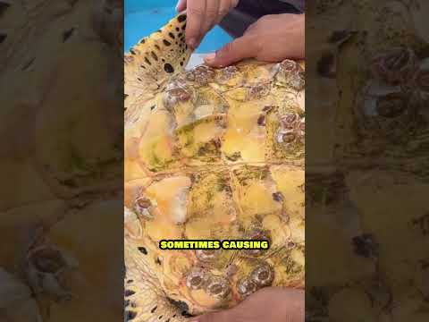 Removing Barnacles to Save Sea Turtles! 😱 Barnacle vs Turtle! #shorts #shortsviral #shortsfeed