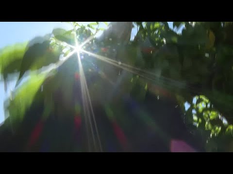 YouTube video thumbnail:  ICE Raids Leave Crops to rot, California Farms at Risk