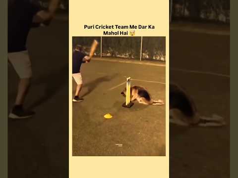 Bhaichara On Top #short #dogs #trending