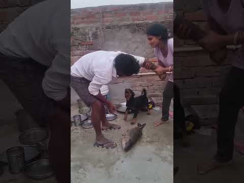 #funny #nayenawelidulhanparpehledin