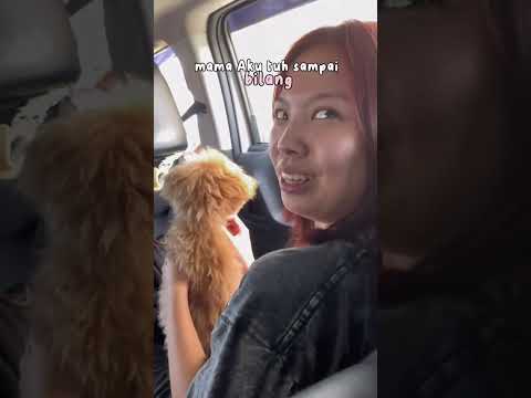 mending aku adopt atau gak ya?? 🥹 #shorts #vlog #anjing #adopt