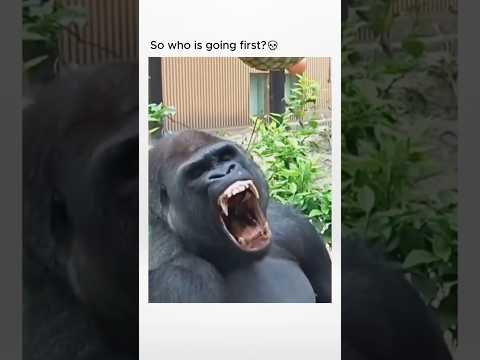 So who is going first?  #gorilla #100men #100menvs1gorilla #animals #power #strength #apex #wild1st