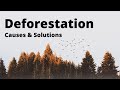 Deforestation and Environmental Impact