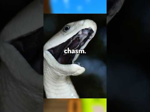 The Scariest Giant Animals…