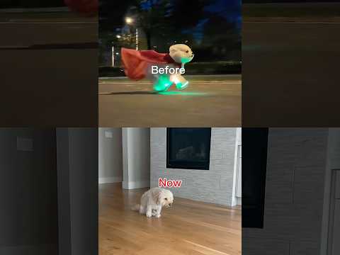 The Hardest Goodbye Starts Like This đ #dog #doglife #sad #shorts