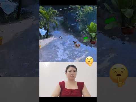 Cat and chicken video #animal _025#animals #shorts