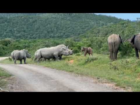 Rhinos curious of an elephant calf